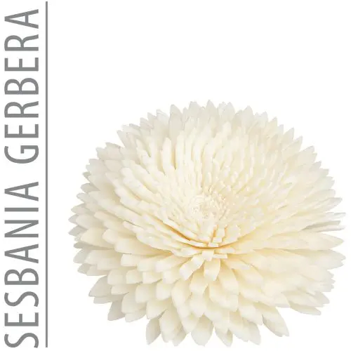 Sesbania Flower Gerbera